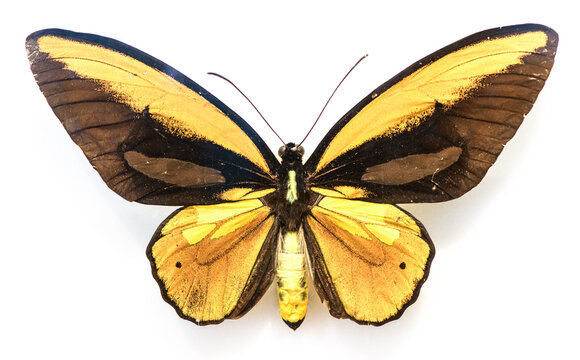 A butterfly shown with its wings fully spread, displaying bold golden-orange and black coloration, prominent wing veins, and a symmetrical pattern across the forewings and hindwings