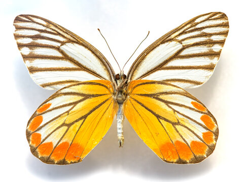 A butterfly shown with its wings fully spread, displaying bold golden-orange and black coloration, prominent wing veins, and a symmetrical pattern across the forewings and hindwings