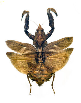 A praying mantis specimen with its wings fully spread, revealing two pairs of wings and the insect&rsquo;s distinctive spined, grasping forelegs. Mantises use these powerful raptorial legs to capture prey, 