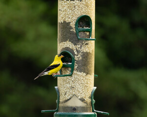 great tit on feeder © Mahoraga