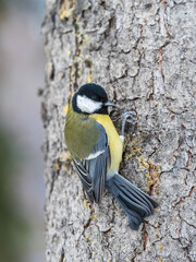 A tit is looking for food on a tree trunk. © Dmitrii Potashkin