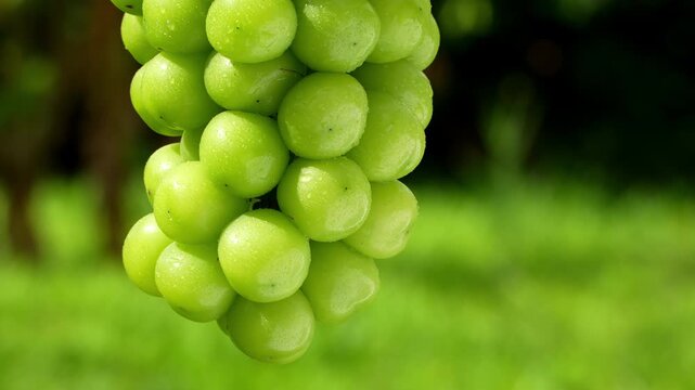 Macro close-up of fresh green grapes cluster with water droplets in sunlight on soft green background.