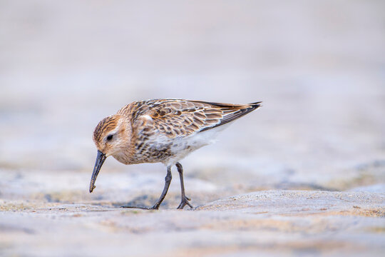 Dunlin, calidris alpina feeding on the beach sand.