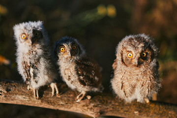 Portrait of three fluffy nestling Eurasian scops owls Otus scops perched on a tree branch in a forest. Close-up of a young wild owl chick in Wildlife habitat, featuring soft feathers, expressive eyes. © EvgeniyQW