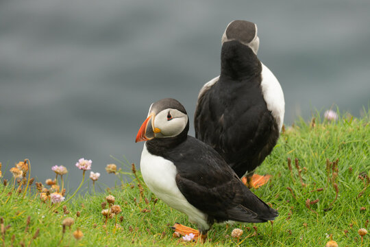 A pair of Atlantic puffins resting on rocks by the ocean