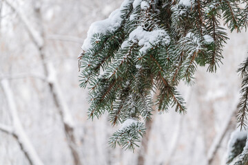 Green fir branches in winter covered with snow © Dmitrii Potashkin