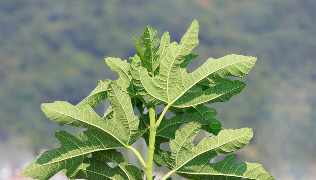 Young green figs growing on fig tree (Ficus carica) branch in summer garden