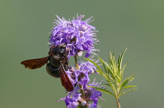 Xylocopa violacea on flower, violet carpenter bee (Europe)