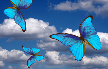 bright colorful blue morpho butterflies flying in the sky with clouds © Oleksii