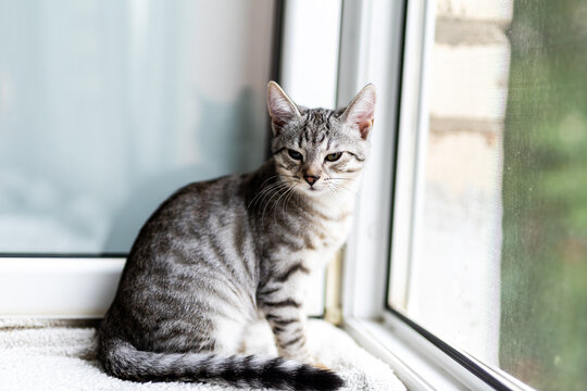 Grey tabby cat sitting on indoor windowsill facing camera in soft natural daylight with alert expression, striped fur, and mesh screen showing outdoor greenery clearly