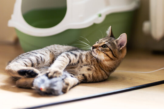 Tabby cat lying on indoor hardwood floor playing with plush toy mouse under warm home lighting