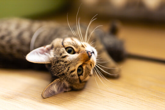 Playful tabby cat lying on light wooden floor, head tilted and whiskers forward, curious gaze toward camera, soft striped fur in warm indoor lighting