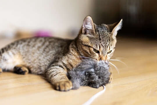 Tabby cat lying on wooden floor gently playing with small grey plush toy, holding it with front paws and nibbling in warm indoor light