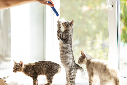 Three domestic kittens on sunny windowsill, one kitten standing on hind legs reaching upward for feather toy while siblings explore bright indoor perch together