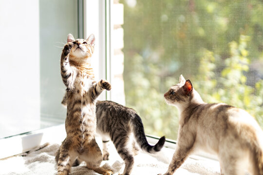 Three curious domestic kittens exploring sunlit windowsill, one upright reaching glass while two sniff nearby, warm indoor light and soft shadows in morning sunshine