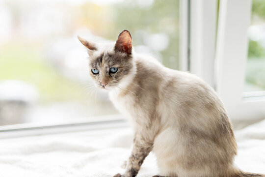 Siamese mix cat sitting on indoor windowsill looking outside through window with soft natural daylight, blue eyes, and calm attentive expression in cozy home interior