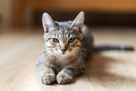 Tabby kitten lying on light wooden floor with alert gaze toward camera, forward paws tucked under chest, ears upright and whiskers visible