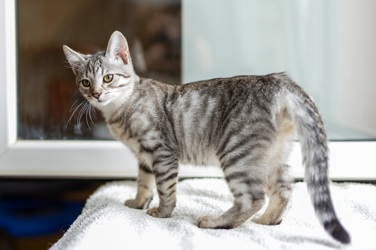 Silver tabby kitten standing on soft towel near window, curious alert gaze toward camera, bright natural daylight illuminating striped fur in cozy indoor home setting