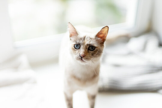 Curious light-colored cat sitting on bright windowsill, looking up with soft natural backlight and shallow depth of field