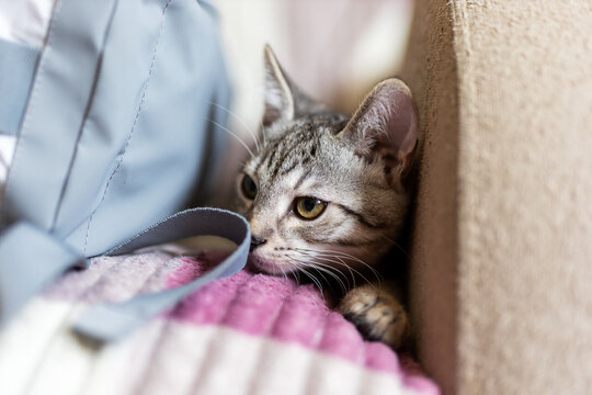 Tabby kitten curled beside cushion peeking from narrow gap indoors with soft warm light, striped fur, whiskers, and cozy textiles