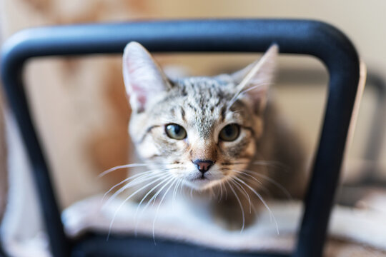 Young tabby kitten peeking through curved metal chair back, curious whiskered face with soft natural light and warm home interior background, shallow depth of field