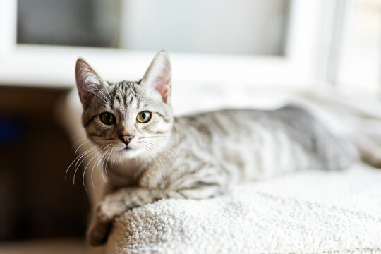 Gray tabby cat reclining on soft textured bed blanket beside bright window, alert gaze toward camera, striped fur softly lit by morning sunlight indoors calmly