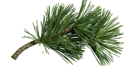 Isolated vibrant green pine branch with sharp needles, natural evergreen foliage closeup. © Aoife