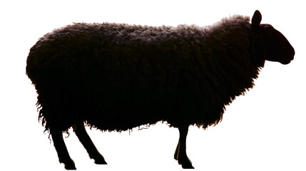 Isolated dark sheep standing side view, a fluffy black silhouette with detailed wool texture © Aoife