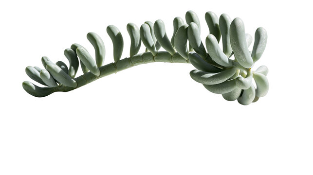 Isolated vibrant succulent plant featuring plump, finger-like, green-grey leaves on a curved stem