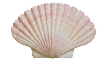 Isolated beautiful marine scallop shell displaying intricate ribbed pattern and soft natural hues. © Aoife