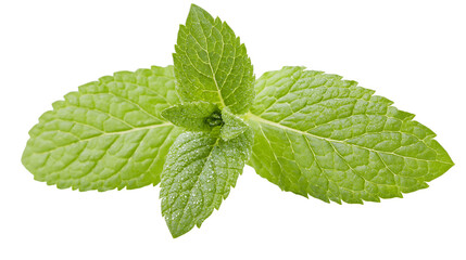 Isolated vibrant fresh green mint leaves sprig with refreshing dew drops, aromatic culinary herb © Aoife