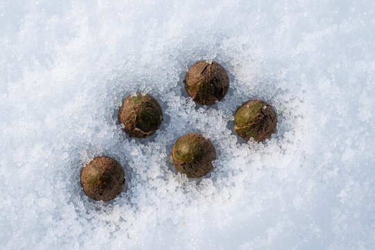 Roe deer droppings lie on fresh white snow in winter forest. Animal scat remains visible on cold ground during cold season. Close up view of wildlife waste in snowy wild nature habitat. Small brown