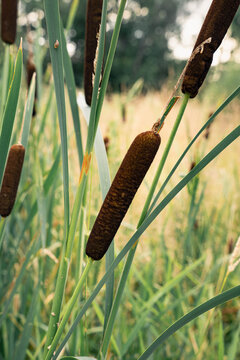 Velvet Cattail Spike in Wetland Nature Close Up