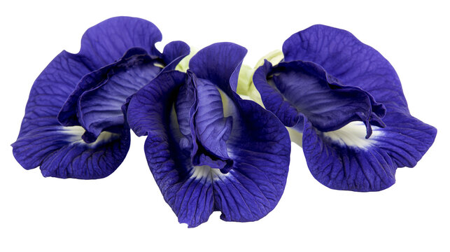 Isolated vibrant blue butterfly pea flowers, Clitoria ternatea, fresh edible ingredient.
