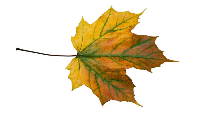 Isolated autumn maple leaf displaying beautiful vibrant yellow and green fall colors