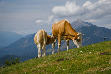Two cows grazing on alpine meadow with mountains at Krvavec, Slovenia © Amalucis