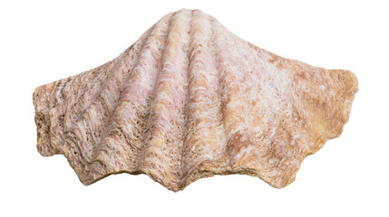 Isolated ancient large sea shell with corrugated surface and intricate organic texture patterns © Francisco