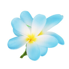 Blue plumeria flowers isolated on white. Tropical plant © New Africa