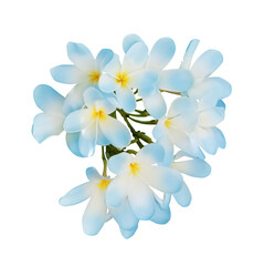 Blue plumeria flowers isolated on white. Tropical plant © New Africa