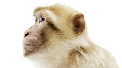 Isolated profile portrait of a light brown macaque monkey with a pensive expression © Francisco