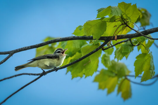 A small bird perches on a branch, singing against a clear blue sky. Vibrant green leaves surround the bird, creating a lively atmosphere.