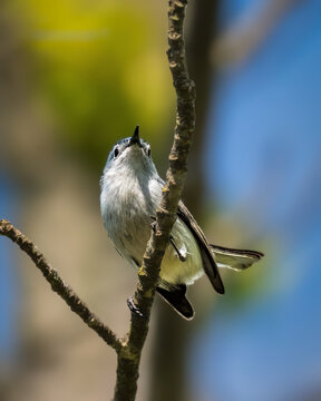 A small bird with gray and white feathers perches on a slender branch, looking upwards against a backdrop of blurred greenery and blue sky. The sunlight highlights the bird's smooth plumage.