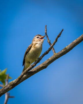 A small bird perches on a branch, singing against a bright blue sky. The bird appears alert and lively, with its beak open and feathers fluffed.