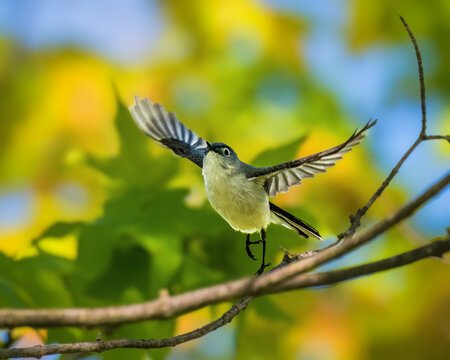 A small bird takes flight from a branch, its wings gracefully extended against a backdrop of green and yellow foliage. Bright sunlight filters through the leaves, highlighting the bird's feathers.