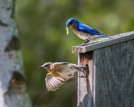 A vibrant bluebird perches on a wooden birdhouse, holding a green caterpillar in its beak, while a second bird gracefully takes flight nearby. The background is blurred, highlighting birds' activity.