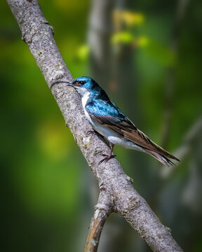 A small bird with iridescent blue feathers perches on a branch, set against a backdrop of blurred greenery. 