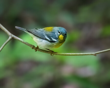 A small bird with vibrant blue and yellow plumage perches delicately on a thin branch. The background is softly blurred, highlighting the bird's striking colors.