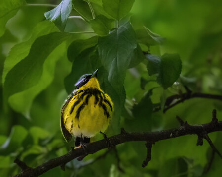 A small bird with vibrant yellow and black plumage perches on a branch surrounded by lush green leaves. Sunlight filters through the foliage, highlighting the bird&rsquo;s colorful feathers.