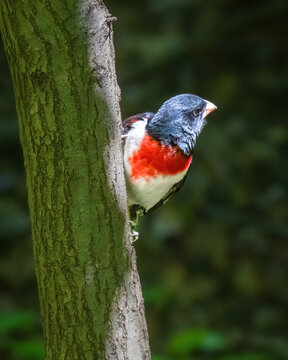 A vibrant bird with a striking red chest and dark head perches on the side of a tree, peering curiously into the distance. The surrounding greenery provides a natural backdrop for this colorful scene.