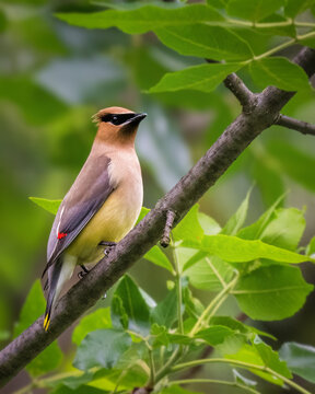 A bird with a smooth brown and yellow plumage perches gracefully on a branch surrounded by vibrant green leaves. The background is softly blurred, emphasizing the bird's striking presence.